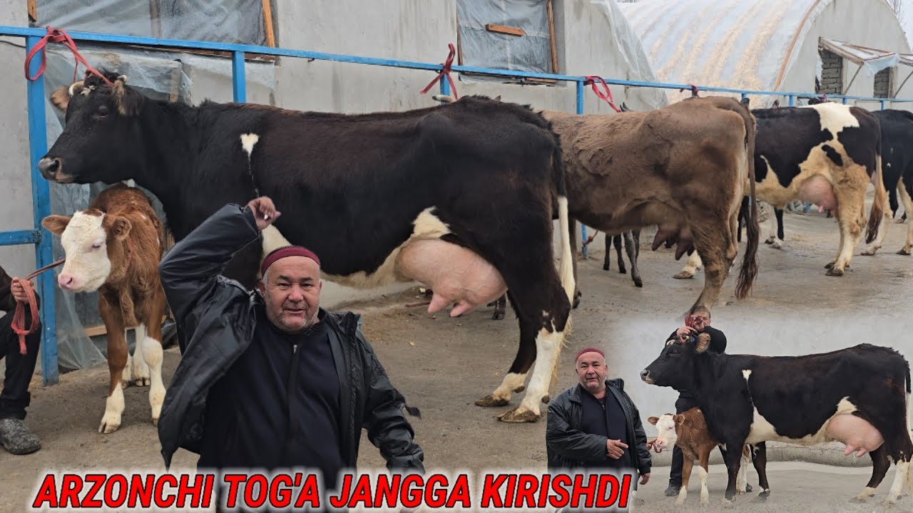 Hamma Kutgan Arzonchi Tog'a Jangda Ona Bola Sigirlar Vopshe Arzon Suv Tekin Narxlarda 