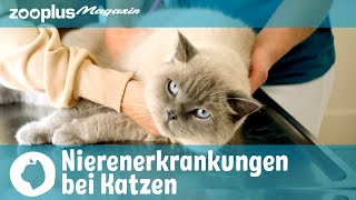 Nierenerkrankungen bei Katzen: Symptome & Behandlung