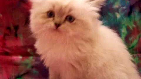 Video 916981: lynx point himalayan, lynx point female, himalayan doll, dolls cattery