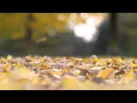 Autumn Shortmovie [ Canon 550D/T2i Handheld testshot ]