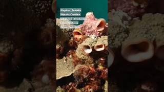 Acidians Herdmania Urochordata #youtubeshorts #shorts #trending #animals #science #shortsvideo