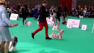 World Dog Show' 18 shih tzu male champion class best six