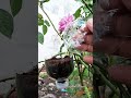 Grow Unlimited Roses With a Plastic Bottle! #Shorts #RosePropagation #GardeningHacks