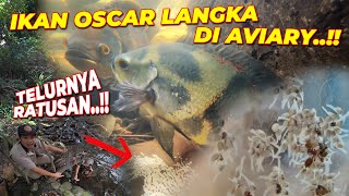 Ikan Oscar Langka Dari Bertelur Hingga Menetas