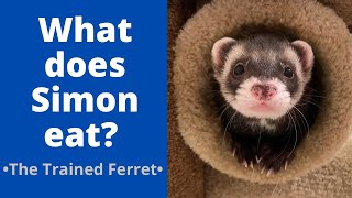 The Foods and Treats I Feed My Ferret | July 2022