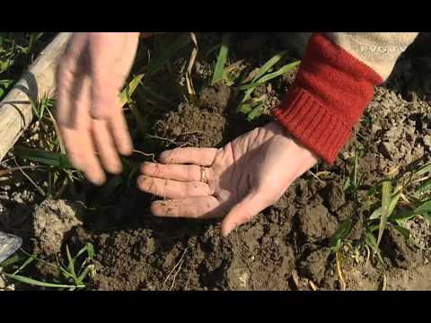 Video: Perché piantare una coltura di copertura aiuta a conservare il quizlet del suolo?