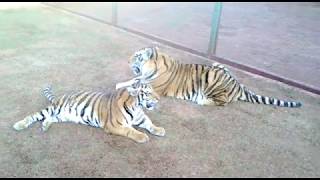 5 Big tigers playing and living together, they fight like brothers