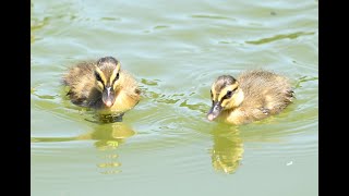 カルガモ親子の動画です