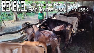 BENGKEL SAPI KURUS, RUSAK DAN SAKIT #cow