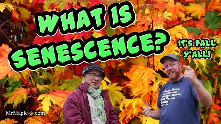 A Scientific Explanation of Fall Color |  Understa...