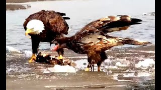 Fish feast for Bald Eagles. Explore.org 17 March 2022