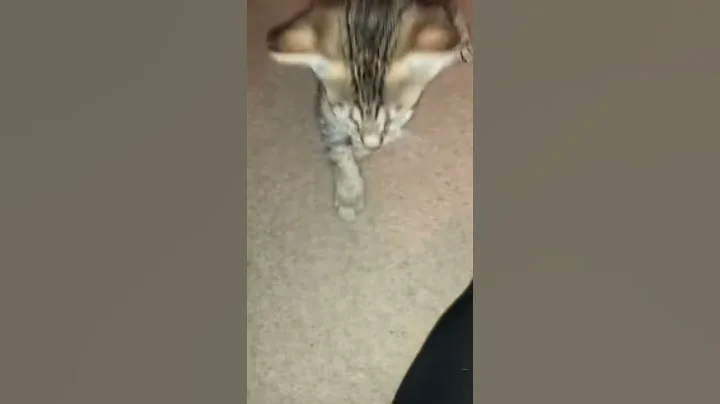 Video 990511: savannah kitten, breeds uk