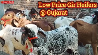 10 Gir Heifers For Sale | Liladi Kabri Gir Cow Heifers @ Village Mansha Bhavnagar Video by Farm Talk