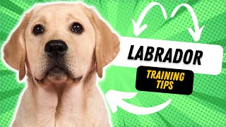 TRAINING TIPS YOU DIDN'T KNOW YOU NEEDED FOR YOUR LABRADOR
