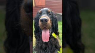 Beautiful Gordon Setter nature and sound of birds #shorts #dog