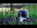 Eiablage bei den Klunkerkranichen im Tierpark Berlin