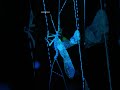Explore the fungus gnat's haunted, creepy light show 👻🐛 #Underdogs