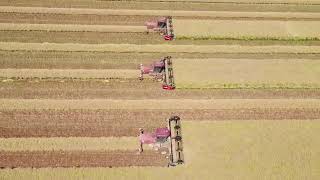 Canola Windrowing BFB