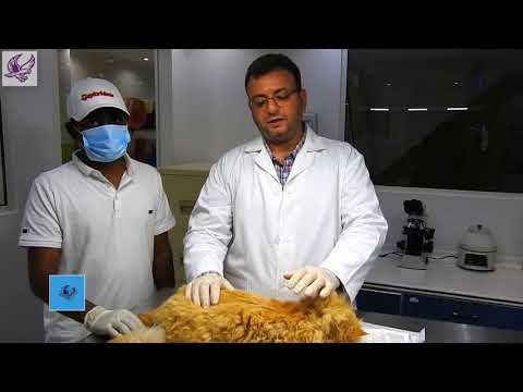 تصميم لوغوا ومونتاج فيدوهات عيادة الباز البيطرية