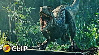Reunited With Blue Scene | Jurassic World Fallen Kingdom (2018) Movie Clip HD 4K