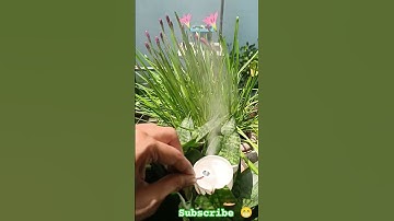 Mist Maker  🫡🥳 #arduinoproject #shorts #viral #youtubeshorts