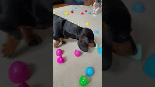 Super Cute Easter Egg Hunt with the Dachshunds