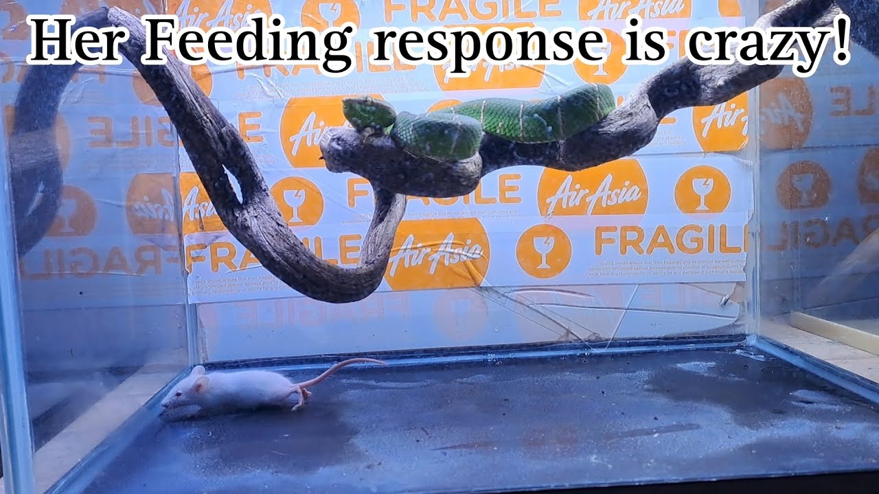Visual Reference: Green Viper Green Snake Feeding Venomous Snake Live Feeding Venomous