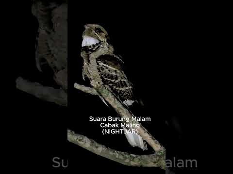 Wedan❗Trucukan gacor full isian ditawar 10 juta