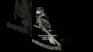 Burung Malam Hari  / Nocturnal #shorts #burung
