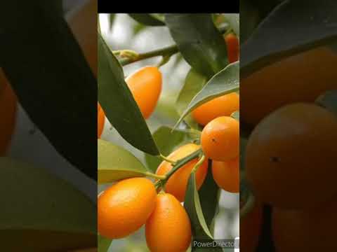 Видео: Kumquat: какъв плод е това?