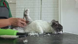 Paano mag groom ng pusa|persian cat for grooming| summer cut good for the summer haircut by Groomers Archive 198 views 7 months ago 12 minutes, 33 seconds
