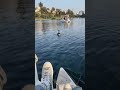 Ducks wanted to race us on our date at Echo Park 😂