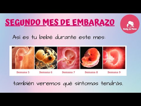 Vídeo: 2 Meses De Embarazo, ¿qué Sucede? Sensaciones, Descarga