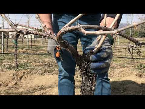 გასხვლა გუივოს მეთოდით/ pruning by Guyot