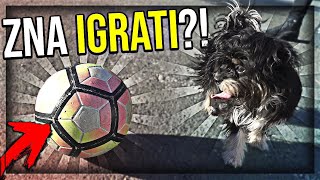 PAS koji zna igrat NOGOMET