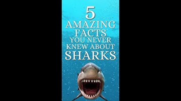 5 AMAZING FACTS YOU NEVER KNEW ABOUT SHARKS