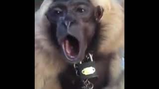 Monkey 💥 sing a song 💥 so amazing 💥💥