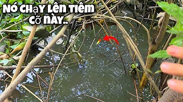 Tập 201 - Câu Cá Rô Đồng | Hôm Nay Đụng Phải Hàng Khủng Đứt Lưỡi Luôn