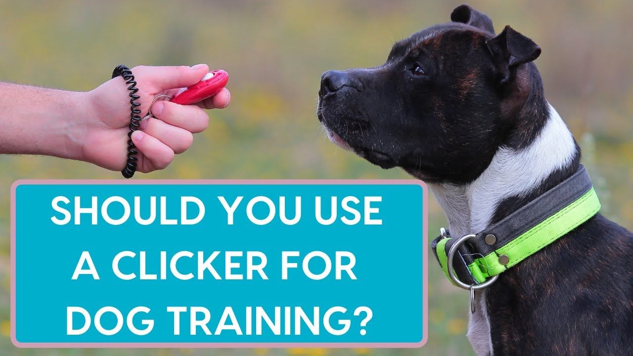 Clicker Training: Mark & Reward Dog Training Using Clickers