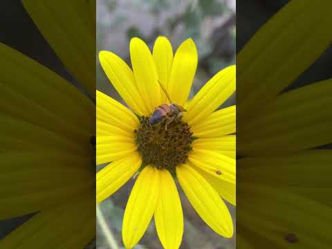 Video: Kaip paimti bičių žiedadulkes: 12 žingsnių (su nuotraukomis)