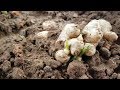Trồng gừng - Bí quyết giúp gừng nảy mầm nhanh - Growing ginger - The fastest way to sprout
