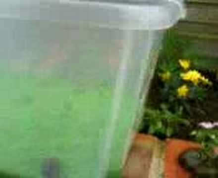 how to set up a newt tank, THE CHEAP WAY - YouTube