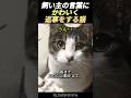 飼い主の言葉にかわいく返事をする猫