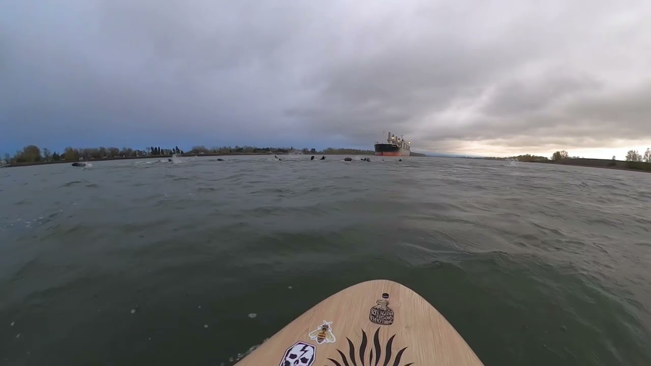 Tons of Sea Lions on the Columbia River