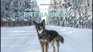 RNT HARNESS | STYLISH HOUND