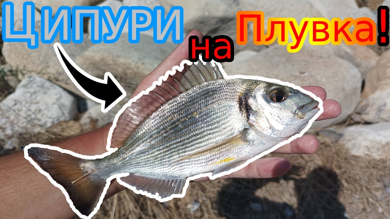 Риболов в Гърция №7 Разбих ЦИПУРИТЕ на ПЛУВКА! Давам СЪВЕТИ за НАЧИНАЕЩИ! FLOAT fishing for PORGY!