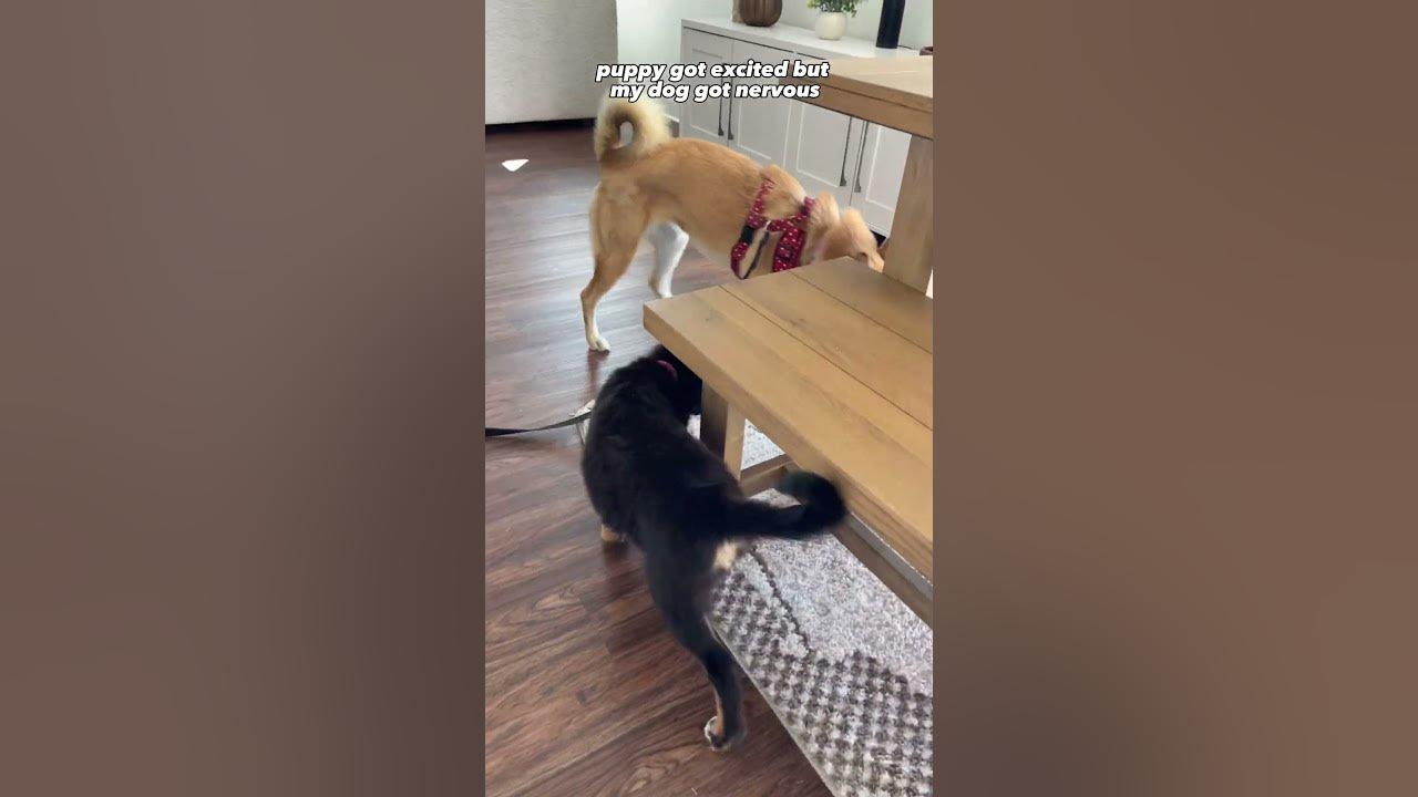 Introducing my new puppy to my 1year old dog!🐶🥰 YouTube