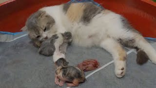 The mother cat gave birth to 5 kittens inside a nest made of an old car tire  Part 1