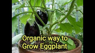 How to grow eggplant , eggplant organic care and treatment