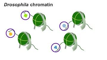 An Introduction to SNAP-ChIP